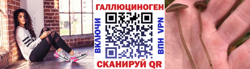 Галлюциногенные грибы Psilocybine cubensis  Лаишево 